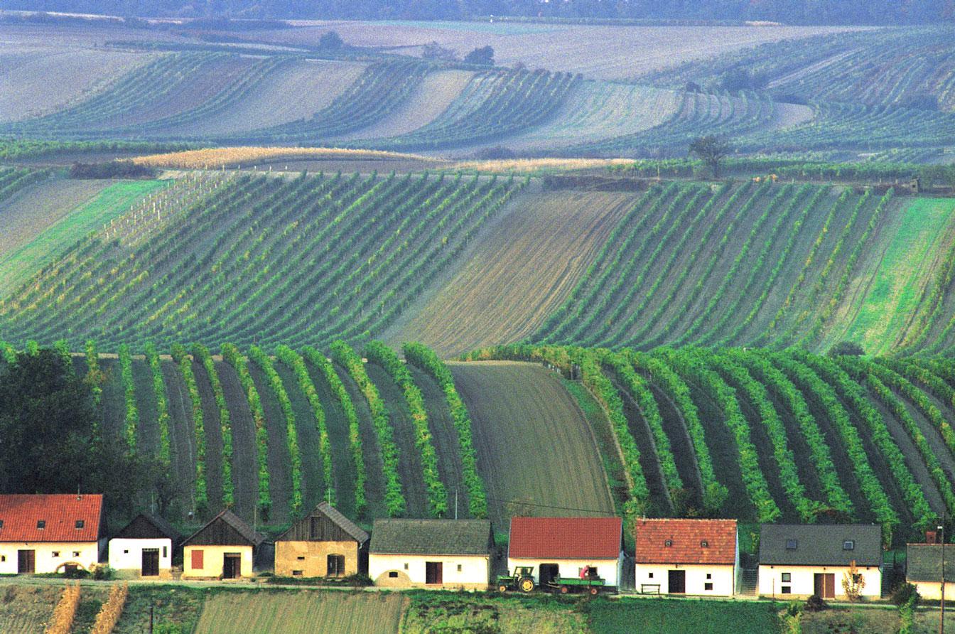 Weinviertel <sup>DAC</sup>