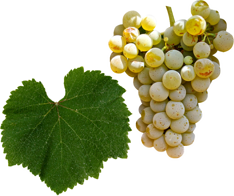 Alvarinho Alvarinho