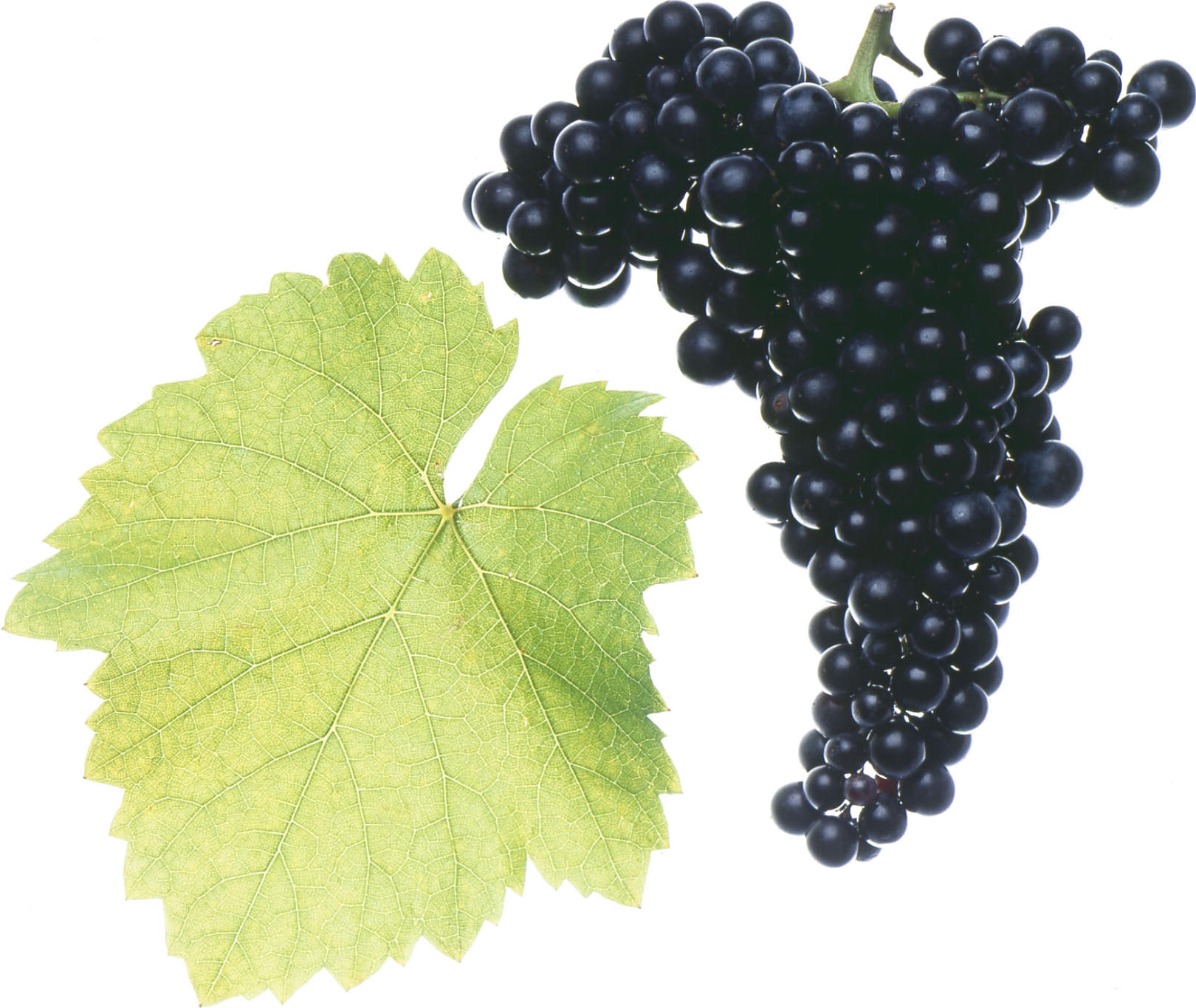 Blaufränkisch Blaufränkisch