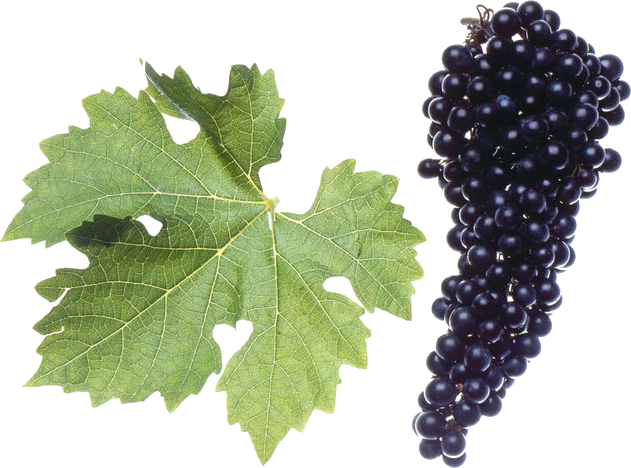 Cabernet Sauvignon Cabernet Sauvignon